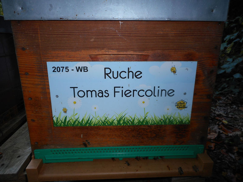 La ruche Tomas Fiercoline